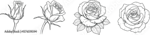 Line art illustration showcasing the life cycle of a rose, from bud to full bloom, perfect for botanical studies, artistic designs, and black and white themed projects.
