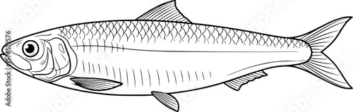 sardine fish line art, black outline, vector and illustration, coloring book page line art drawing
