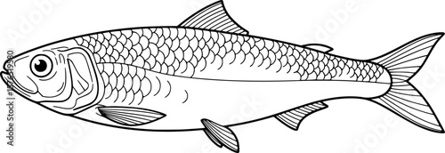 sardine fish line art, black outline, vector and illustration, coloring book page line art drawing
