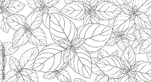 set of basil leaves line art, black outline, vector and illustration, coloring book page line art drawing
