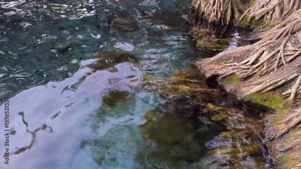 A tranquil close-up of clear, blue-green water gently rippling against exposed tree roots on the right bank, with the submerged bottom visible through the pristine liquid. A tranquil close-up of clear, blue-green water gently rippling against exposed tree roots on the right bank, with the submerged bottom visible through the pristine liquid.