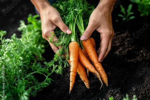 Freshly Harvested Carrots Pulled From the Soil in a Vibrant Garden Setting Du...