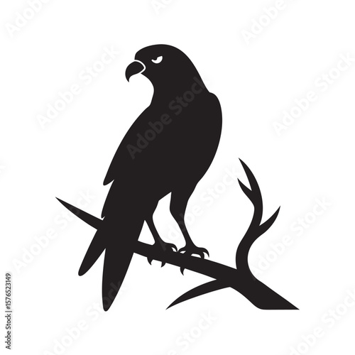 Hawk Sitting On Branch Watching Below