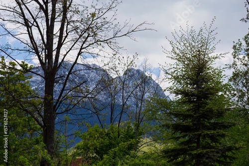 Fototapeta Naklejka Na Ścianę i Meble -  Snow-dusted peaks rise behind a lush tree line. A tall deciduous tree anchors the left, balancing serene mountain majesty in Zakopane - Lesser Poland - Poland
