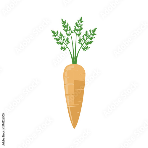 Isolated Fresh Raw Carrot Vector Illustration, Agriculture Crop Image