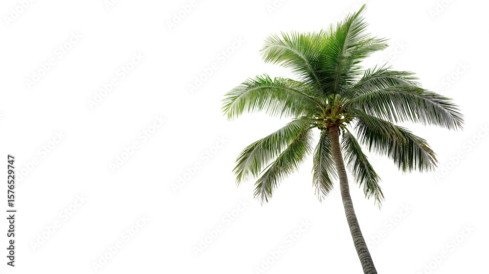 Fototapeta premium A tall green palm tree with a textured brown trunk on a clean white background or transparent png 