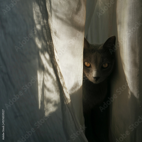 Artistic view of a cat behind sheer curtain. A metaphor for freedom, limitation and quiet introspection.