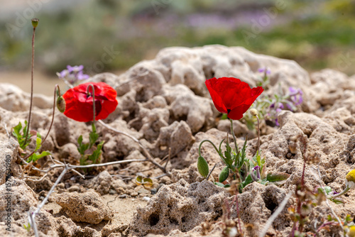 The red poppy (Papaver rhoeas) with buds in the sunlight