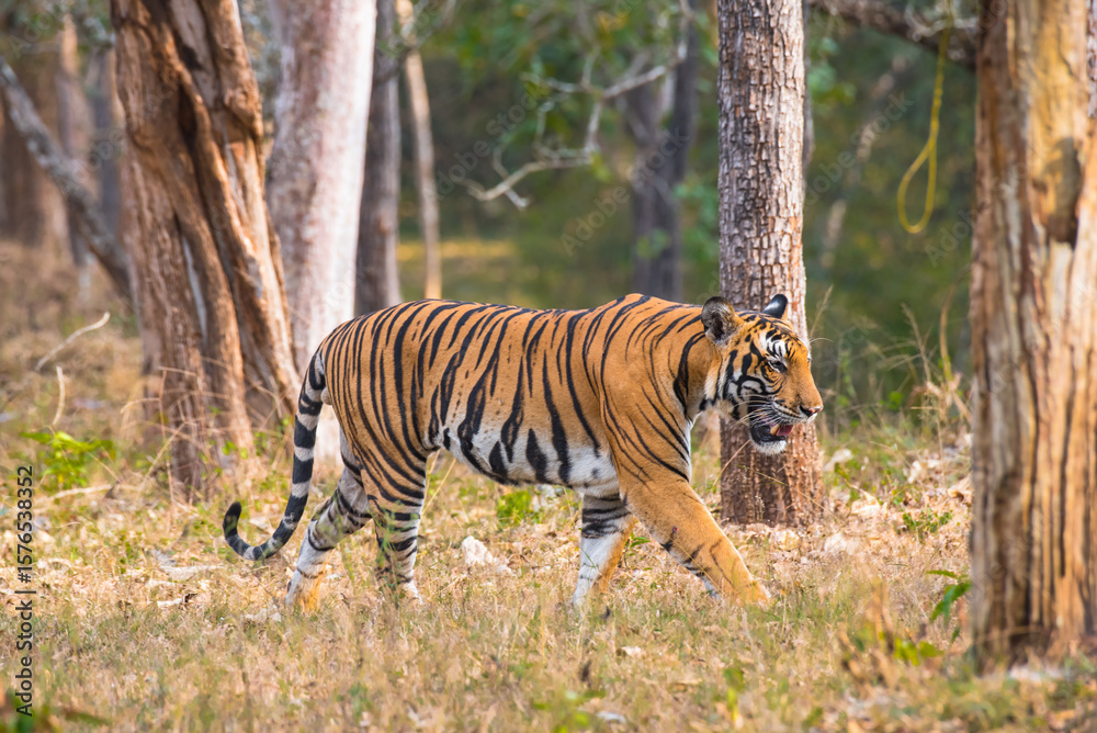Obraz premium Bengal Tiger in Nagarhole Tiger Reserve, India