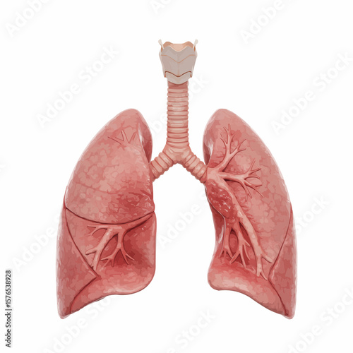 Detailed human lungs in anatomical view for medical illustration  