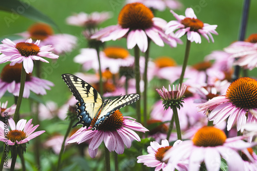 Eastern Tiger Swallowtail on Purple Coneflower