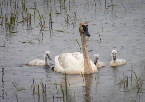 Cygnets swim with an adult trumpeter swan on a rainy spring day