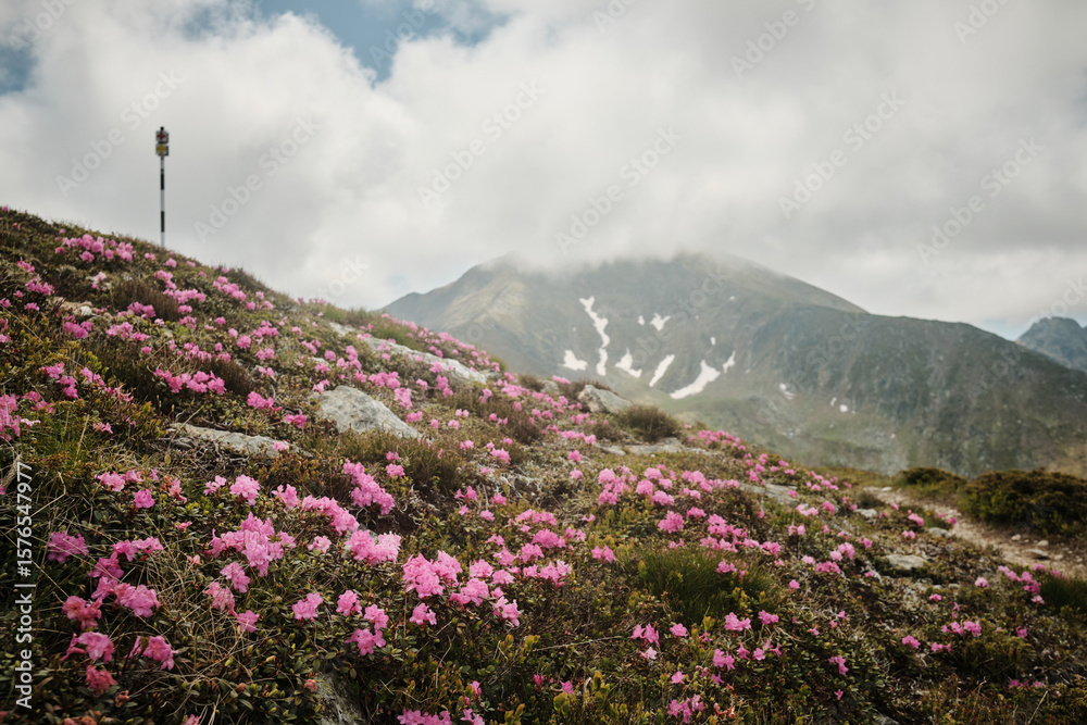 Fototapeta premium Stunning alpine landscape featuring a vibrant carpet of pink rhododendrons blooming on a mountainside. Majestic peaks and a cloudy sky create a dramatic backdrop.