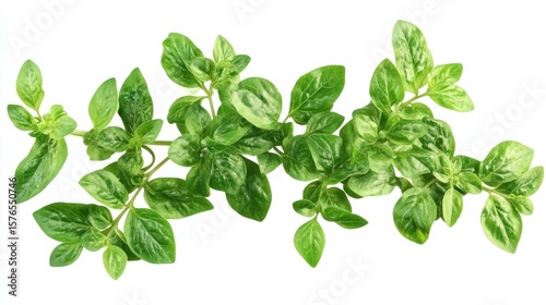 Fresh oregano sprigs against a white background