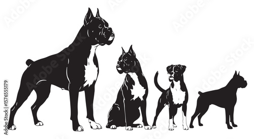 Boxer Dog Growth Silhouette Collection Featuring Four Distinct Poses from Puppy to Adult in Black and White Vector Style — Pet Illustration for Animal Development, Breed Anatomy, and Canine Life Cycle