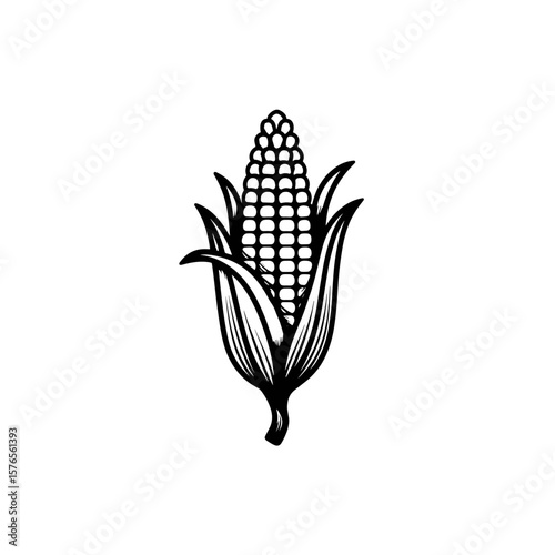Corn illustration in black and white on plain background  