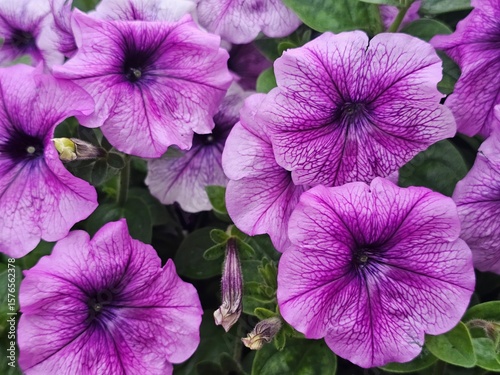 pink flowers in the garden