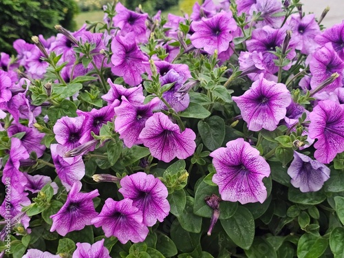purple flowers in the garden