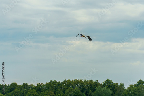 The stork flies over the ground. A large bird in the sky. Stork as a symbol of the Republic of Belarus.
