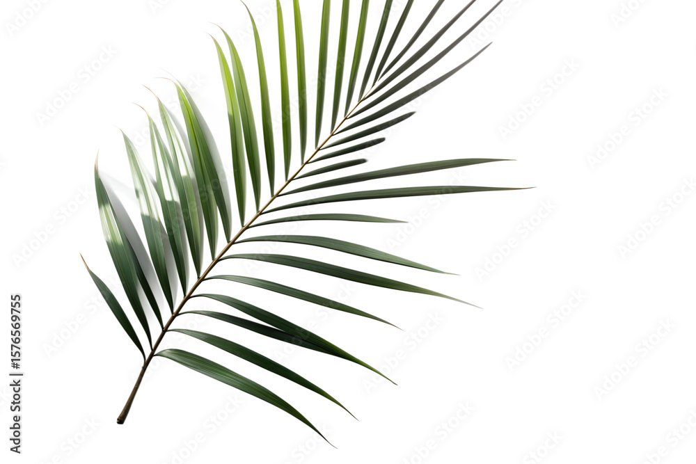 Fototapeta premium Elegant Palm Frond Isolated on Transparent Background
