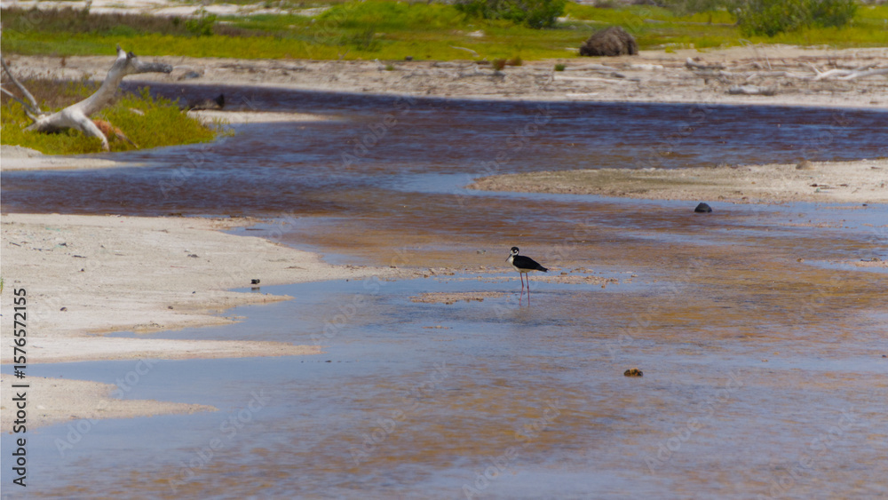 Fototapeta premium Black-necked Stilt.