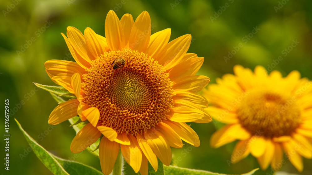 Fototapeta premium Bee on a sunflower