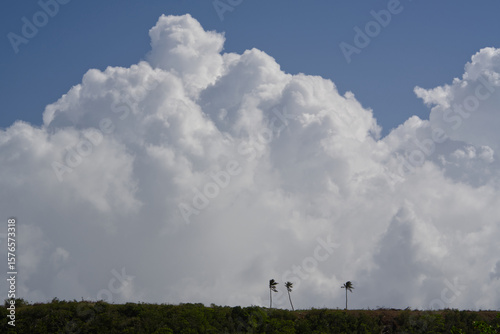 Three palms and the sky