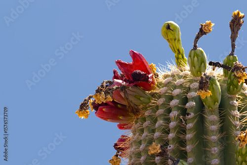 Cuadro en lienzo Saguaro with Fruit