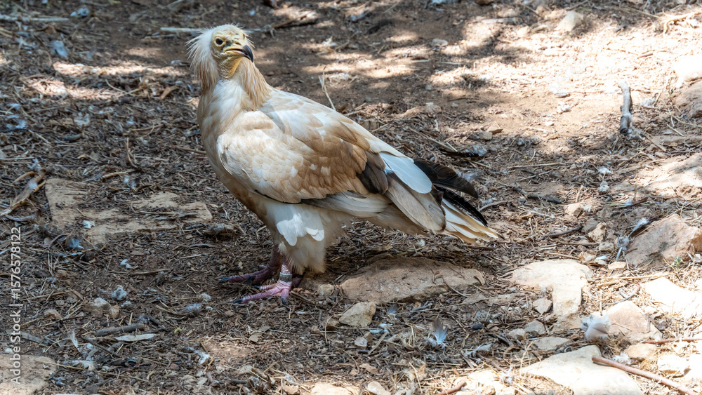 Fototapeta premium Egyptian vulture standing on rocky ground in natural sunlight
