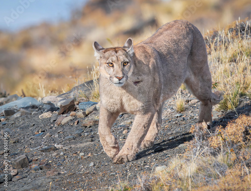 Puma descendiendo montaña