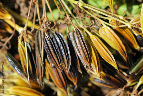 Slika na platnu umbel rays from myrrh chervil
