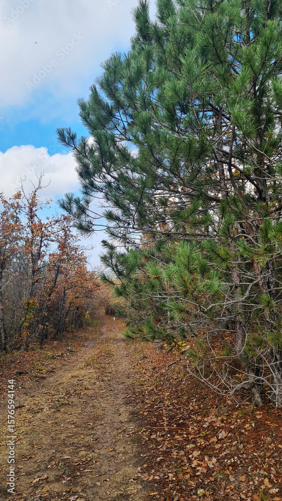 A dirt path surrounded by green pine trees and autumn foliage under a blue sky with clouds. The scene captures a tranquil outdoor setting. A dirt path surrounded by green pine trees and autumn foliage under a blue sky with clouds. The scene captures a tranquil outdoor setting.