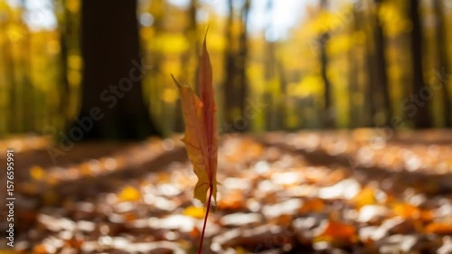 Single Maple Leaf Stands in Autumn Forest