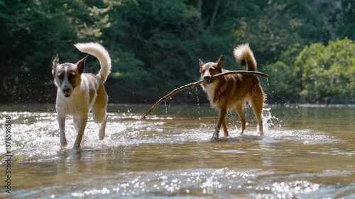 SLOW MOTION: Happy dogs run across a sunny wild stream while playing as one dog carries a wooden stick. Mixed breed doggies enjoy cooling off in refreshing and cool river water on a hot summer day.