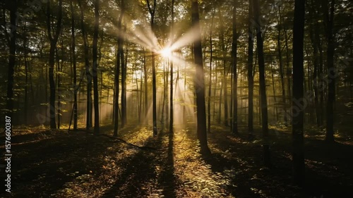 Sunbeams illuminate misty forest at sunrise