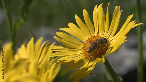 Arnica montana bee with pollen	