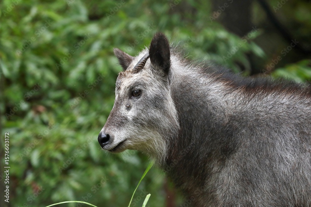 Fototapeta premium 横向きのニホンカモシカのポートレート