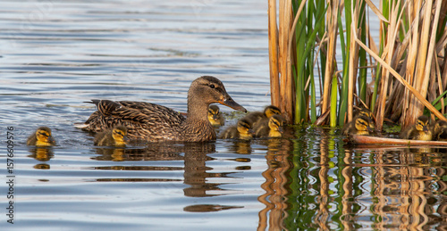 Bilde på lerret Mallard brood