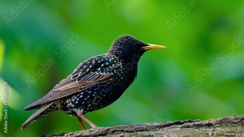 Wallpaper Mural starling bird on a tree branch. Selective focus. nature. Torontodigital.ca