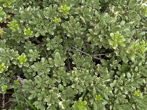 green  plant outside in nature with green leaves shown up close in lush greenery landscape