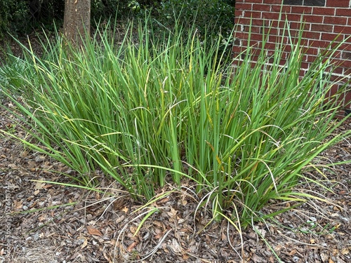 green plant up close with purple flower outside in the Summer
