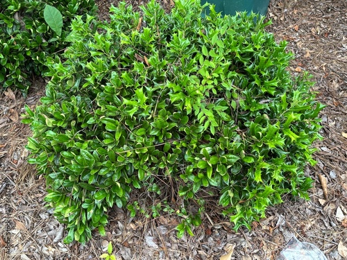 green  plant outside in nature with green leaves shown up close in lush greenery landscape