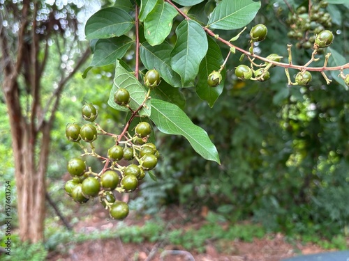 Lush green treen leaves up close with raw green berries in Summer