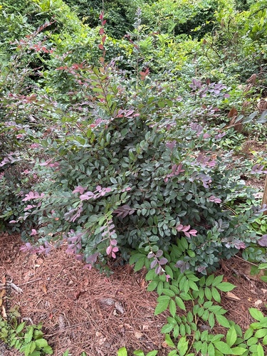 green  plant outside in nature with green leaves shown up close in lush greenery landscape