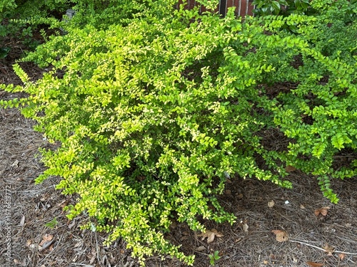 green  plant outside in nature with green leaves shown up close in lush greenery landscape