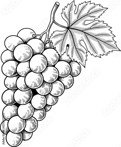 Bunch of grapes with small leaf for fruit store, hand-drawn style