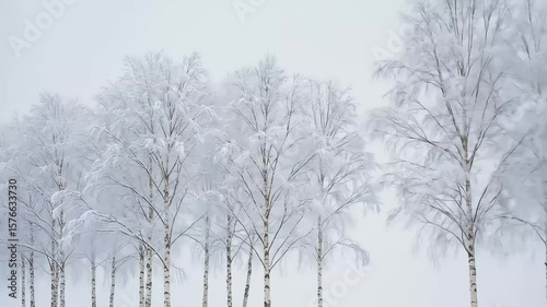 Wallpaper Mural Winter Scene of White Birch Trees Covered in Frost Under Cloudy Sky Torontodigital.ca