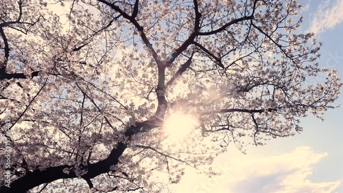桜と木漏れ日