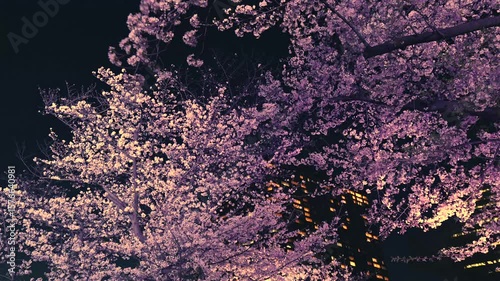 夜に照明された桜の花