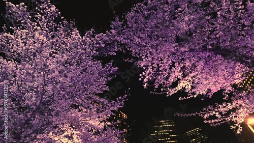 夜に照明された桜の花